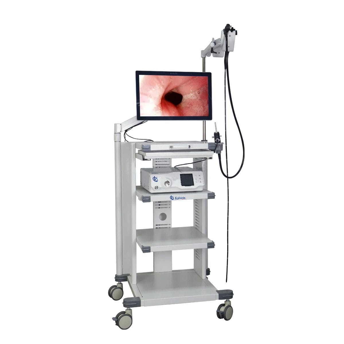 Vidéo Endoscopes Vétérinaires : Haute Définition en Action